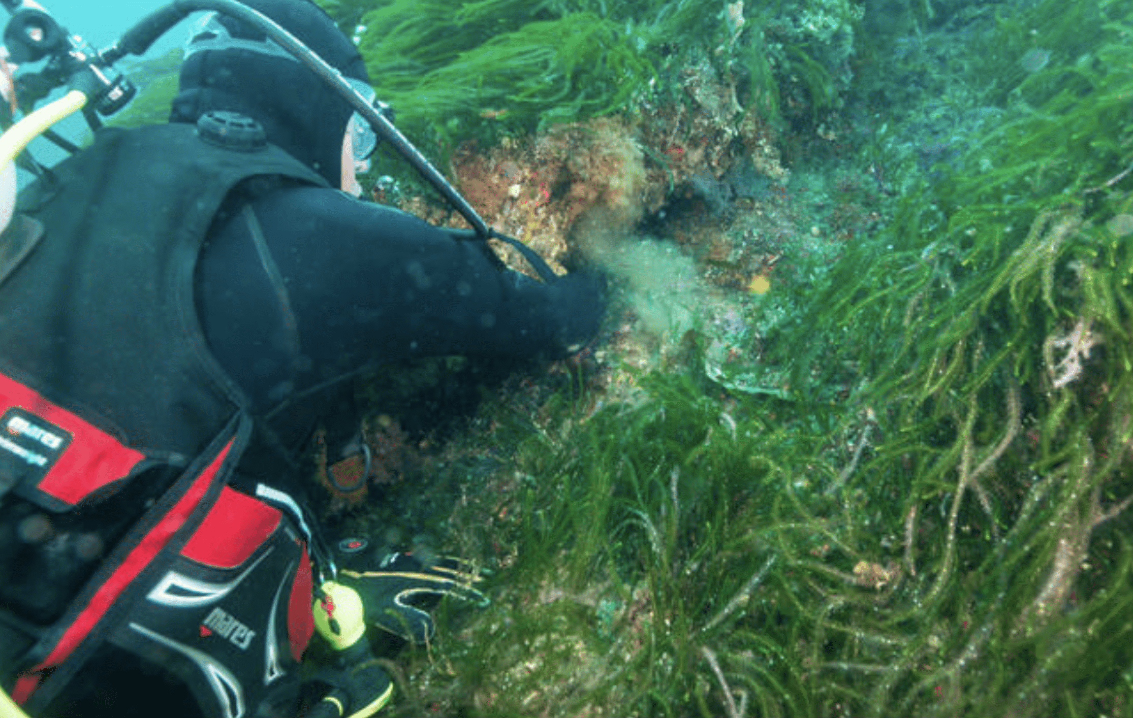 A scuba diver in a black wetsuit and red gear reaches into a rocky crevice surrounded by green underwater plants and algae. The diver appears to be exploring or searching within the underwater environment.