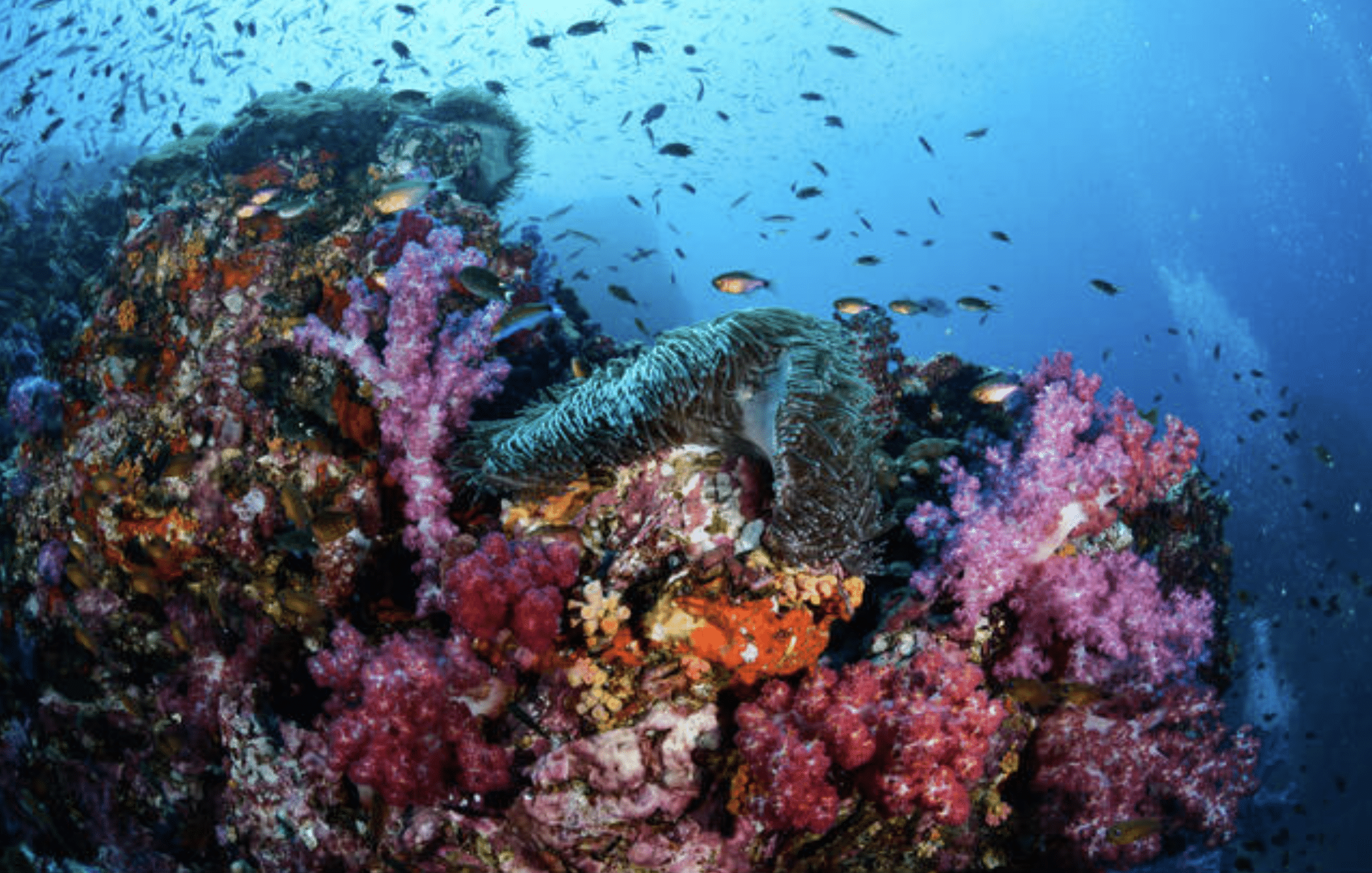 A vibrant underwater coral reef scene with pink, red, and orange corals, small colourful fish swimming around, and clear blue water in the background.