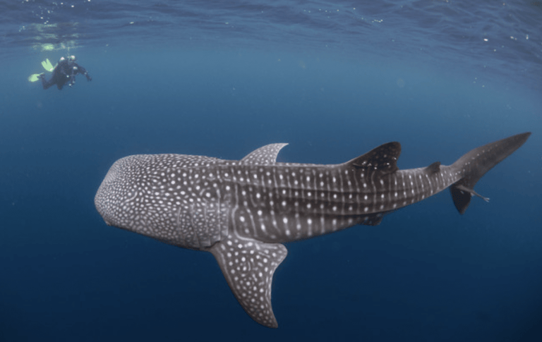 A large whale shark with white spots swims near the ocean surface, whilst a scuba diver with yellow fins observes from a distance in the blue water above.